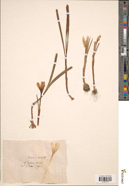 spécimen de Crocus vernus