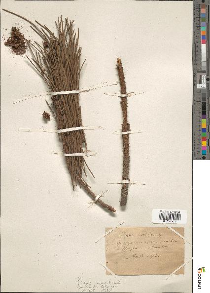 spécimen de Pinus maritima