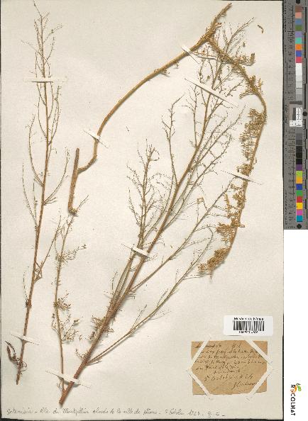 spécimen de Artemisia sp.