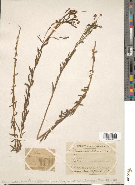 spécimen de Linum usitatissimum