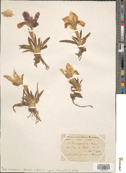 spécimen de Iris chamaeiris
