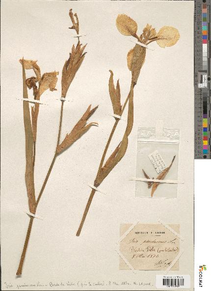 spécimen de Iris pseudacorus