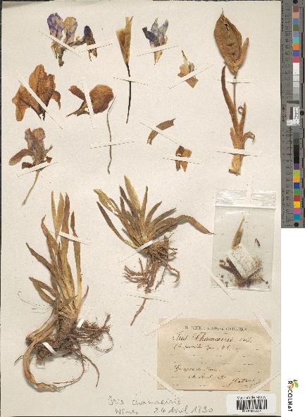 spécimen de Iris chamaeiris