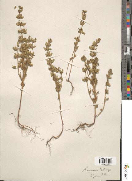 spécimen de Teucrium botrys