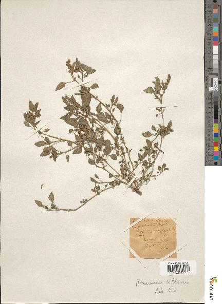 spécimen de Amaranthus deflexus
