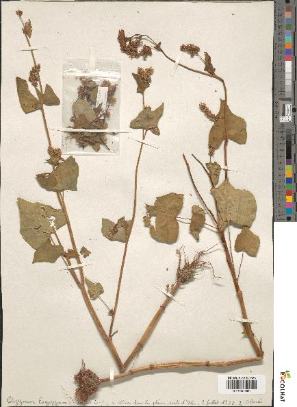 spécimen de Polygonum fagopyrum