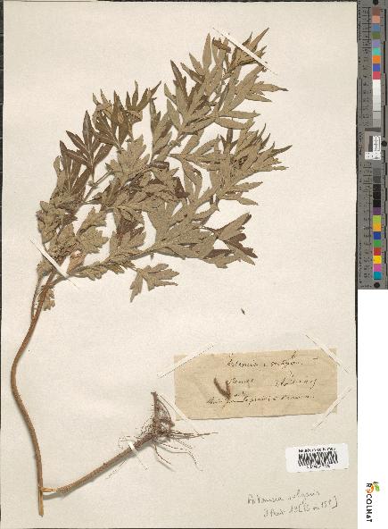 spécimen de Artemisia vulgaris