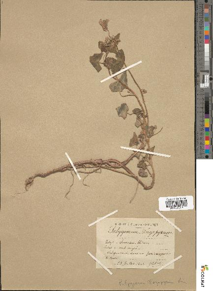 spécimen de Polygonum fagopyrum