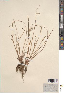 spécimen de Alisma ranunculoides