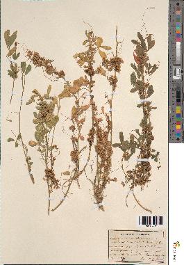 spécimen de Cuscuta corymbosa