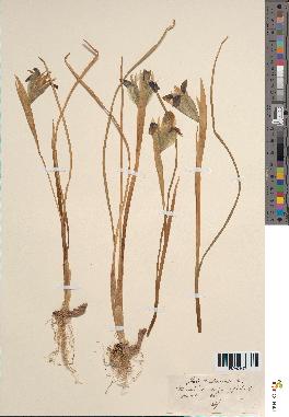 spécimen de Iris tuberosa