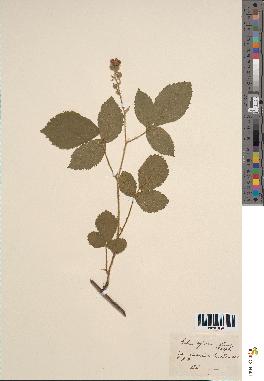spécimen de Rubus hybridus