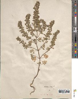 spécimen de Teucrium botrys