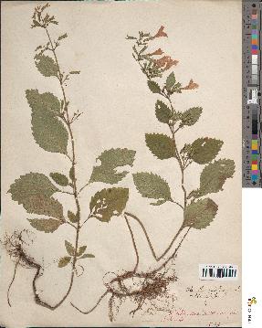 spécimen de Calamintha grandiflora