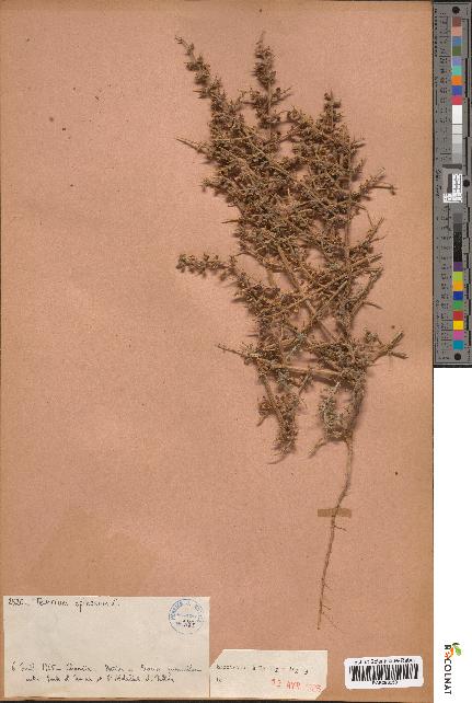 spécimen de Teucrium spinosum