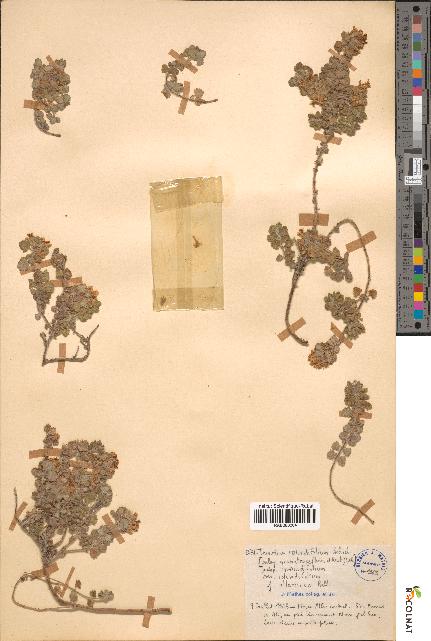spécimen de Teucrium rotundifolium