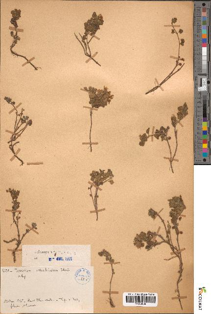 spécimen de Teucrium rotundifolium