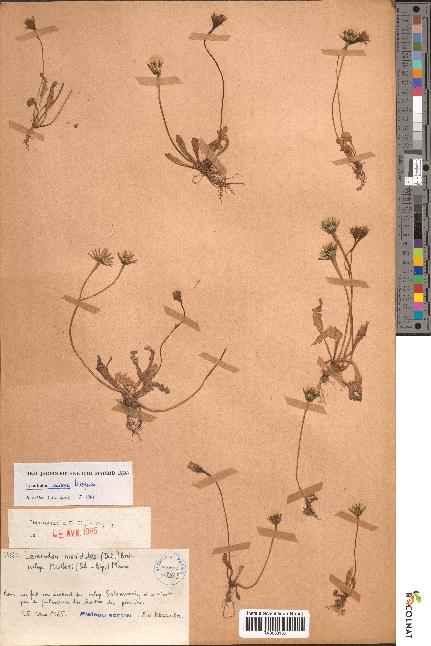 spécimen de Leontodon hispidulus