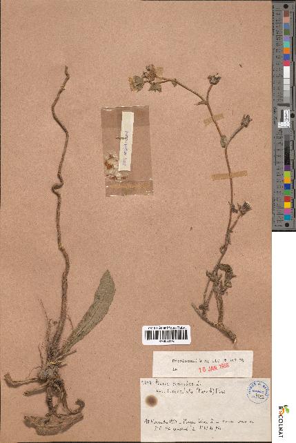spécimen de Picris echioides