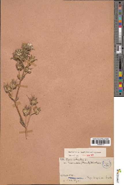 spécimen de Picris echioides