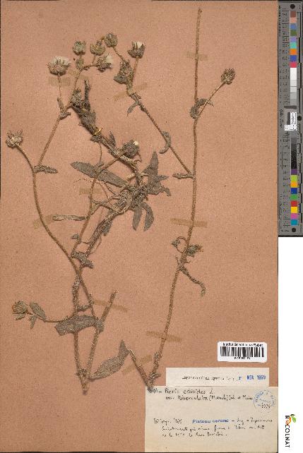 spécimen de Picris echioides