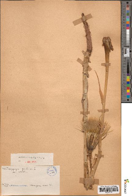spécimen de Tragopogon porrifolius