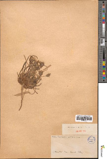 spécimen de Tourneuxia variifolia