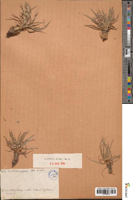 spécimen de Scorzonera pygmaea