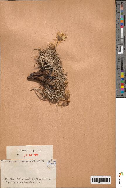 spécimen de Scorzonera pygmaea