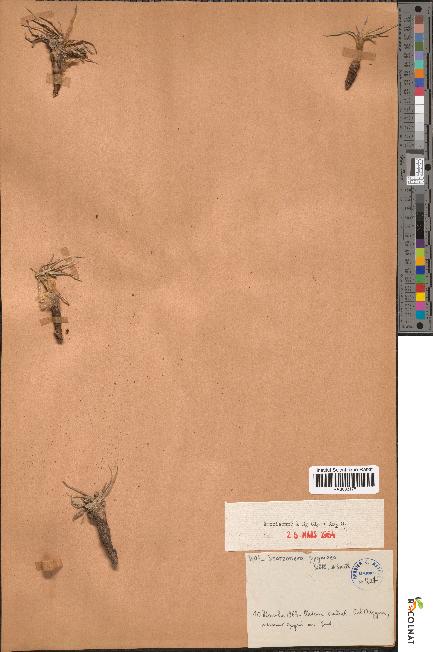 spécimen de Scorzonera pygmaea