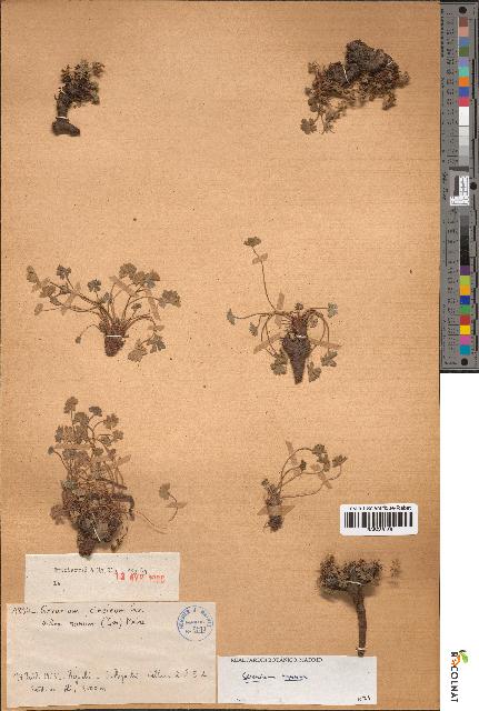 spécimen de Geranium cinereum