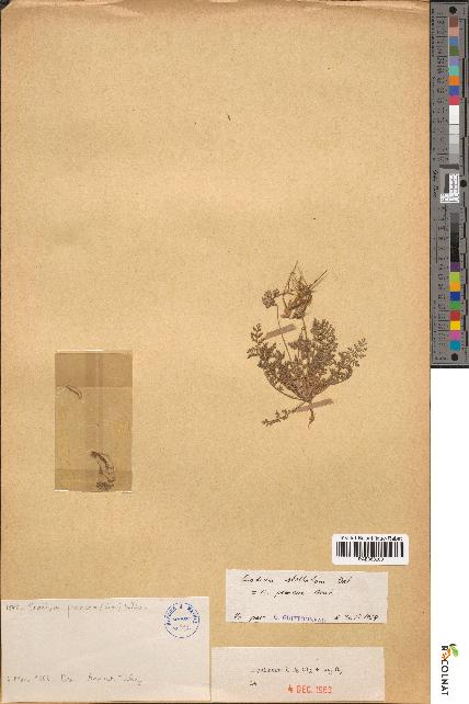 spécimen de Erodium praecox