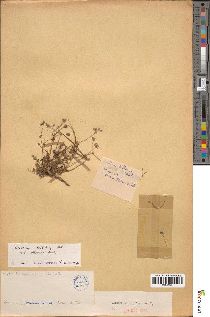 spécimen de Erodium praecox