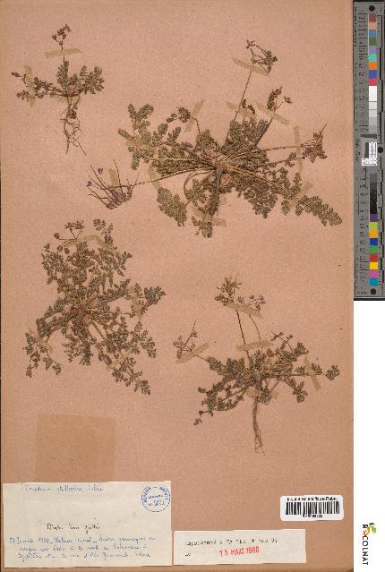 spécimen de Erodium praecox