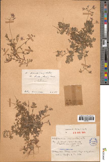 spécimen de Erodium praecox