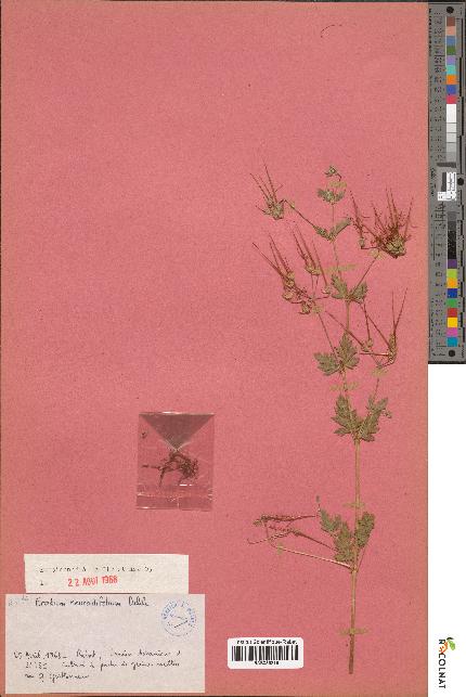 spécimen de Erodium neuradifolium