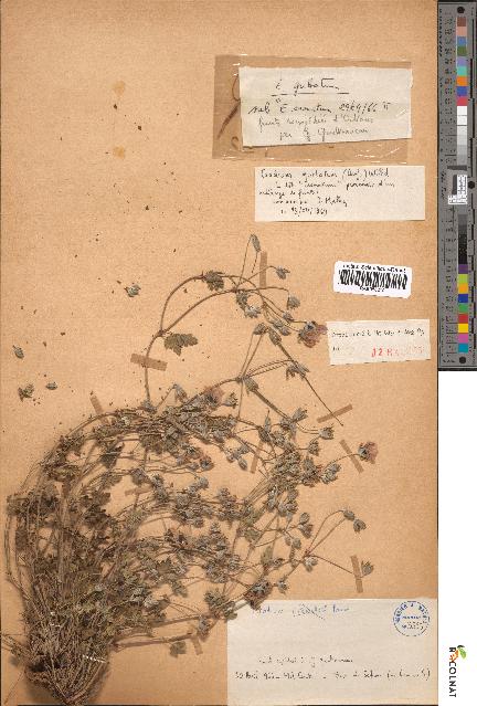 spécimen de Erodium guttatum