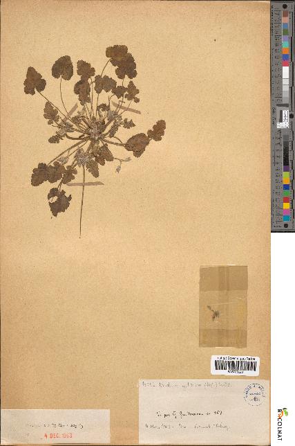 spécimen de Erodium guttatum