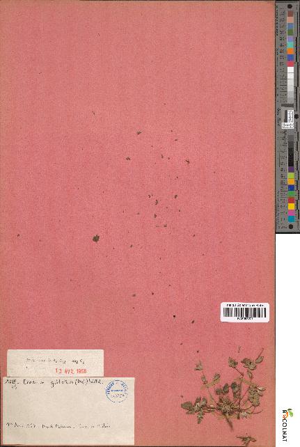 spécimen de Erodium guttatum
