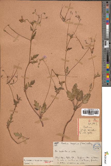 spécimen de Erodium hesperium