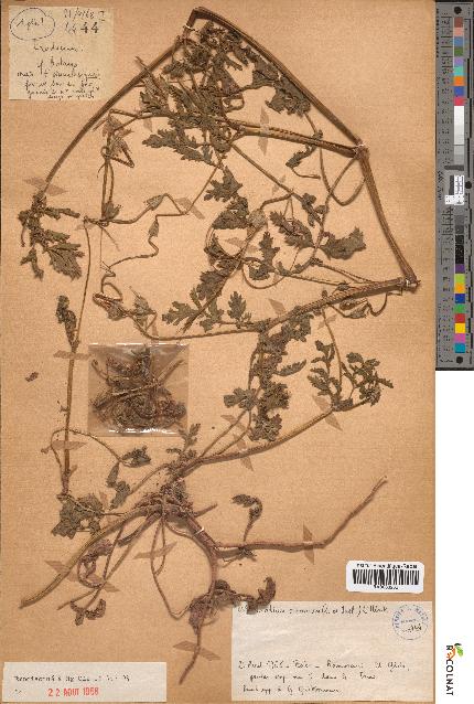 spécimen de Erodium ciconium
