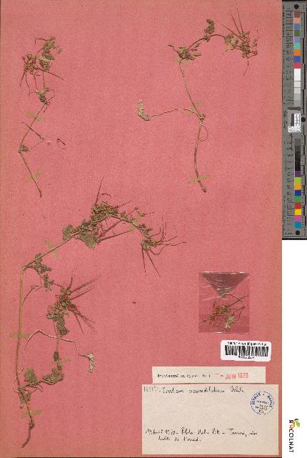 spécimen de Erodium neuradifolium