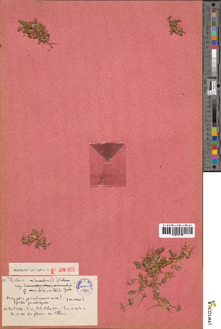 spécimen de Erodium neuradifolium