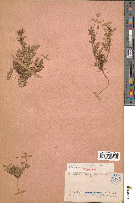 spécimen de Erodium botrys
