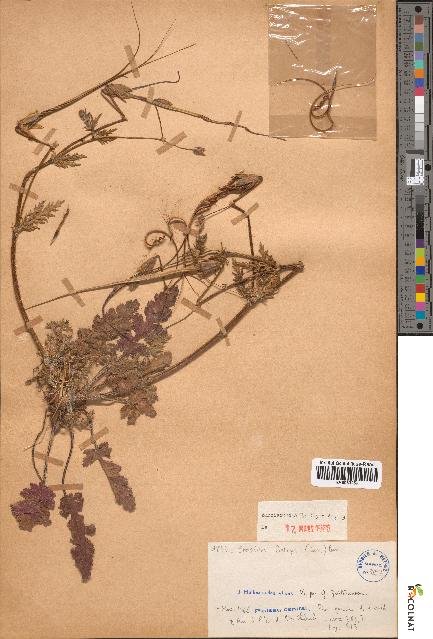 spécimen de Erodium botrys
