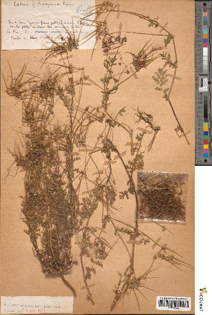 spécimen de Erodium cf. touchyanum
