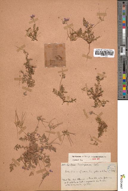 spécimen de Erodium cf. touchyanum