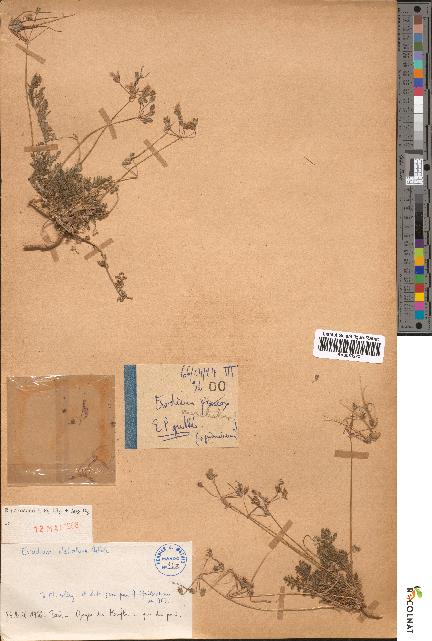 spécimen de Erodium stellatum