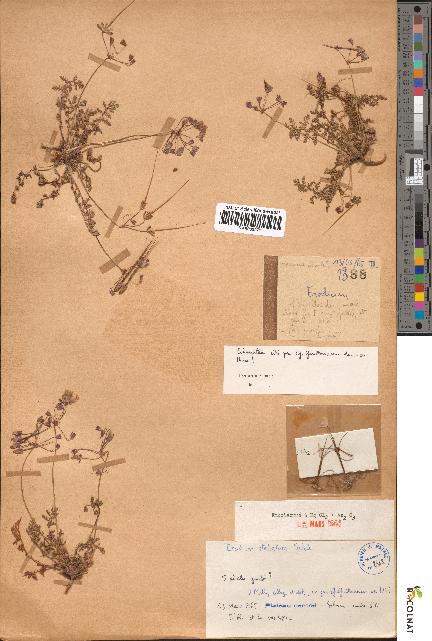 spécimen de Erodium stellatum