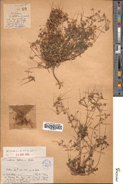 spécimen de Erodium stellatum